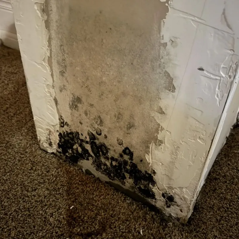 Professional Mold Removal in Tonganoxie, KS